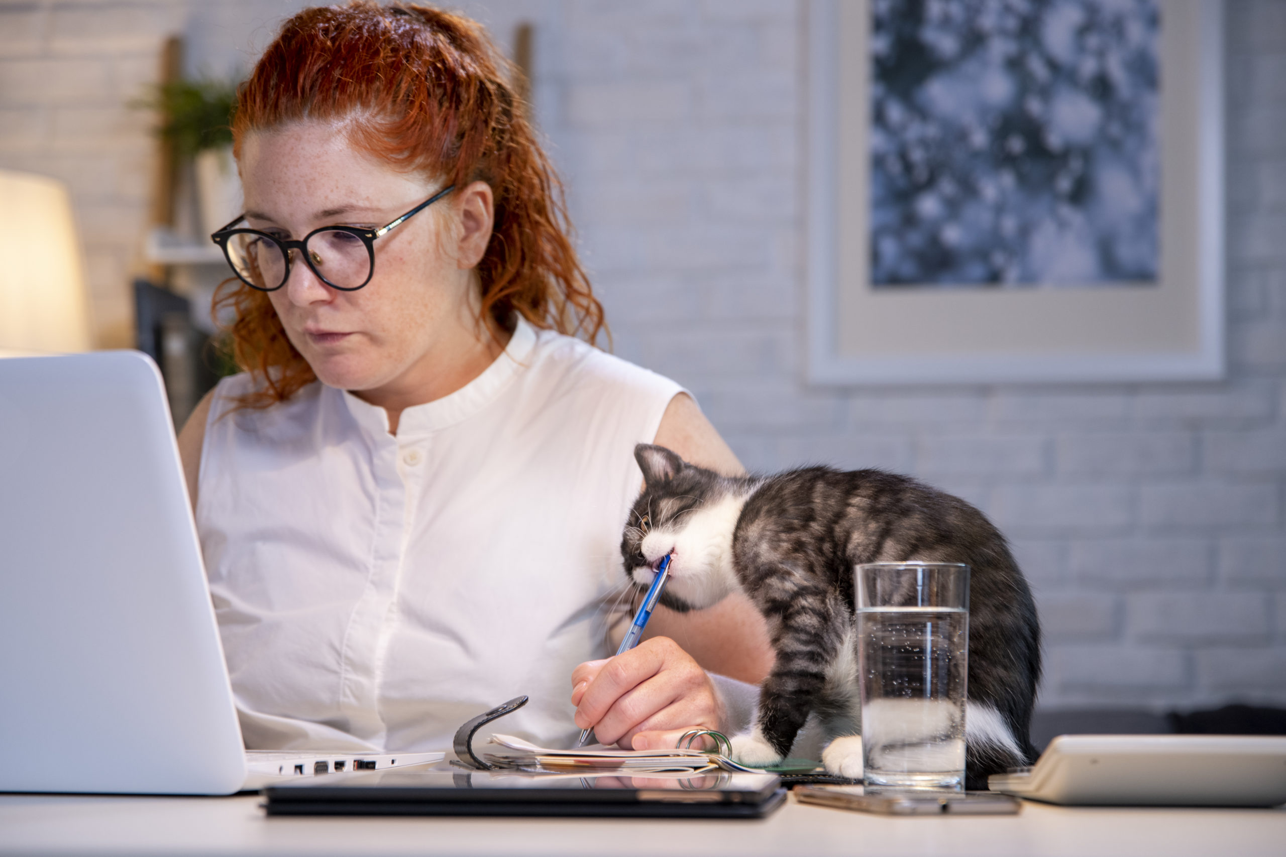 Woman working from home with a cat